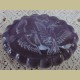 Brocante paarse melkglazen zeepdoos met duiven, Nina Ricci